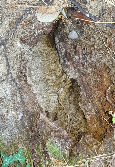 Nid frelons dans arbre creux